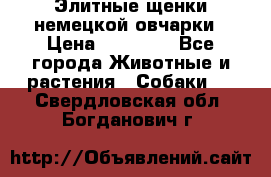 Элитные щенки немецкой овчарки › Цена ­ 30 000 - Все города Животные и растения » Собаки   . Свердловская обл.,Богданович г.